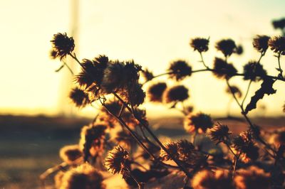 Close-up of flowers against sunset sky