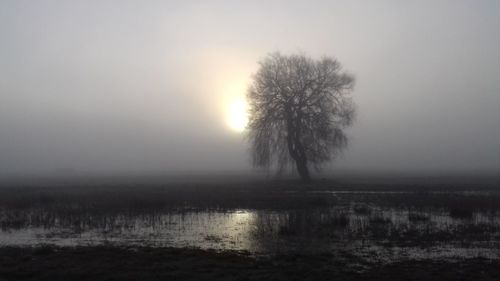 Silhouette tree by lake against sky during sunset