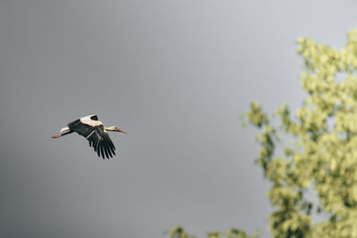 Low angle view of bird flying in sky