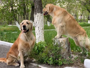 View of golden retriever