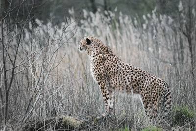 Cheetah standing on grassy field