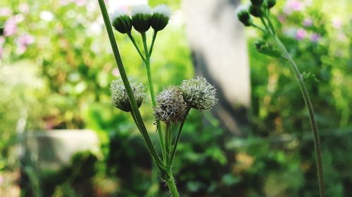 Close-up of flowering plant on field