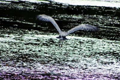 Close-up of bird flying over water