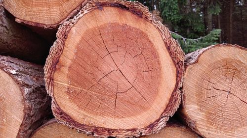 Close-up of logs in forest