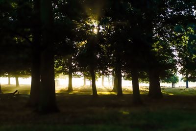 Trees on landscape at park