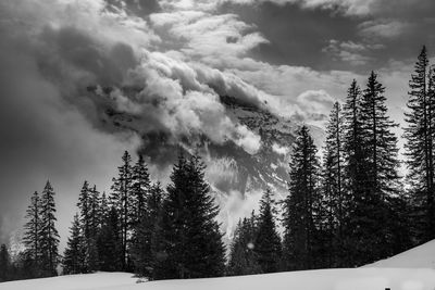 Pine trees in forest against sky during winter