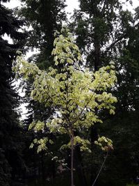 Low angle view of trees in forest