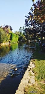 View of birds in lake