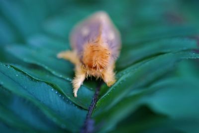 Close-up of moth insect on leaf