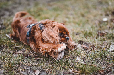 View of a dog on field