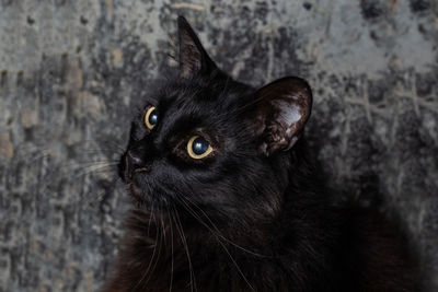 Close-up portrait of black cat