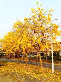 Yellow flowers growing on tree