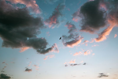 Low angle view of birds flying in sky