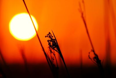 Close-up of orange against sky during sunset