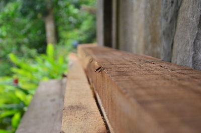 Surface level of wood against trees