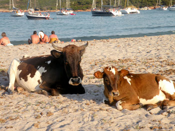 Cows in the ground