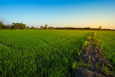 Scenic view of agricultural field against clear sky