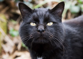 Portrait of black cat outdoors