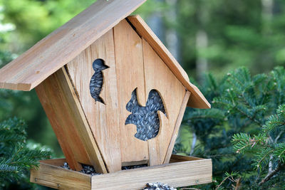 Close-up of a bird on wood