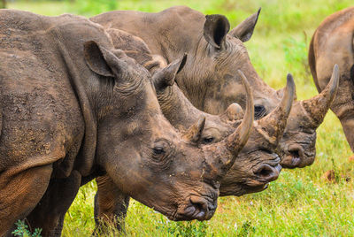 Rhinoceros standing on land