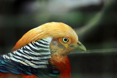 Close-up of golden pheasant