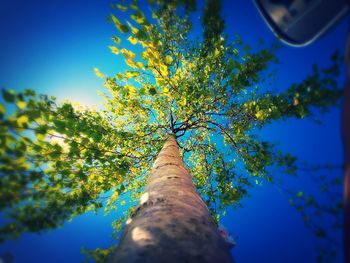 Low angle view of trees against blue sky