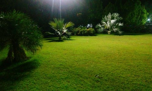 Trees on grassy field