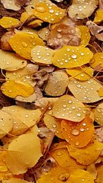 Close-up of water drops on leaves