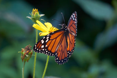 Close-up of butterfly pollinating on flower