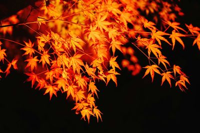 Low angle view of maple leaves during autumn