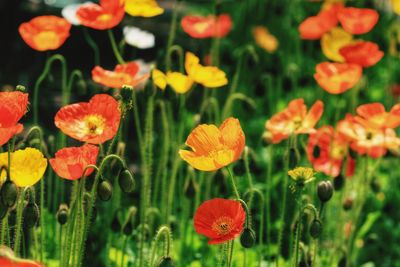 Close-up of poppy flowers growing on field