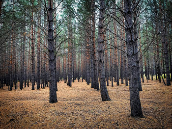 Trees in forest during autumn