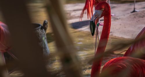 Close-up of red outdoors