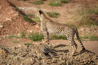 Full length of cheetah sitting on rock