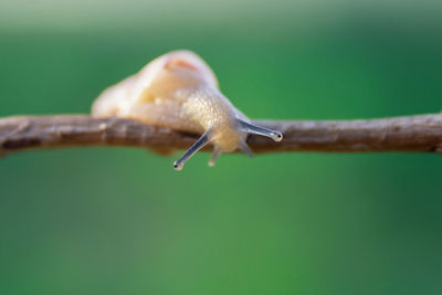 Close-up of snail on leaf