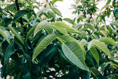 Close-up of fresh green leaves