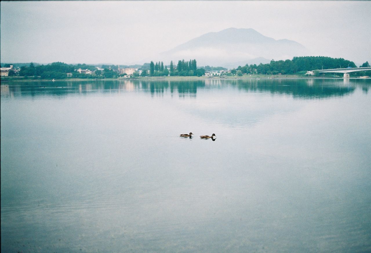 water, animal themes, animal, lake, vertebrate, waterfront, mammal, domestic, reflection, day, nature, group of animals, pets, domestic animals, beauty in nature, tranquility, no people, sky, outdoors