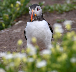 Close-up of a bird on field