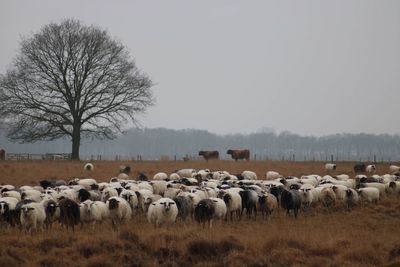 Flock of sheep on field