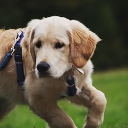 Close-up portrait of puppy looking away