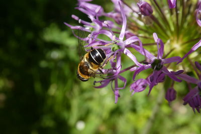 Close-up of bee pollinating on purple flower