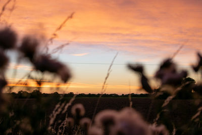 Close-up of silhouette plants against sky during sunset