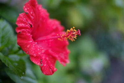 Close-up of red hibiscus blooming outdoors