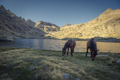 View of horses grazing on land