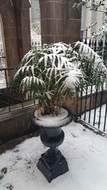 Sculpture of plants