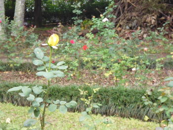 Flowers blooming outdoors