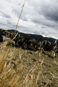 Close-up of wheat field against sky