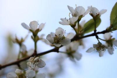 Close-up of white cherry blossoms in spring