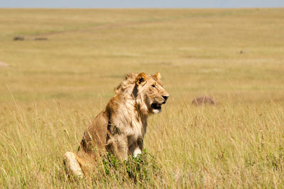 Lion sitting on grassy field at masai mara national reserve