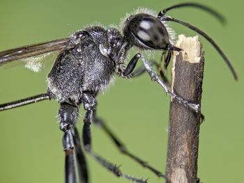 Close-up of insect